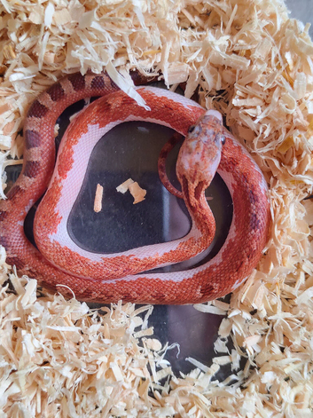 Extreme pied and high white pied sided corn snakes cb26
