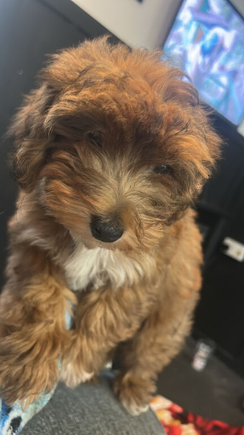 Jackapoo boy puppie