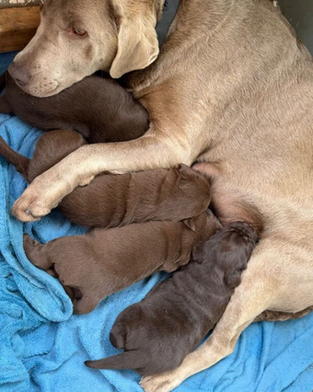 Fabulous Chocolate Labrador Retriever Puppies