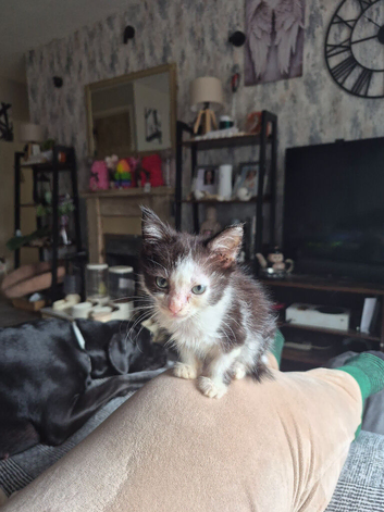 2 x black and white kittens