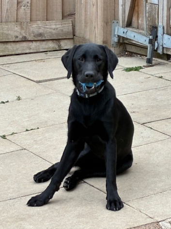 Black Labrador retriever