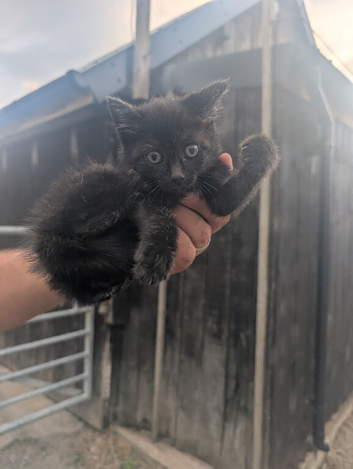 Kittens