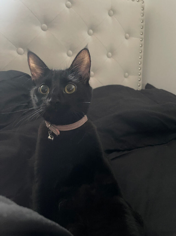 Beautiful affectionate Black Kitty