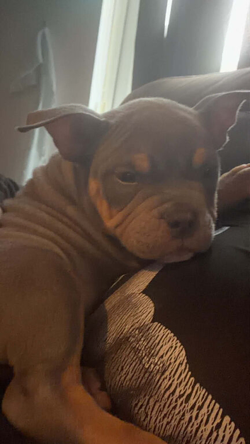 Female pocket bully