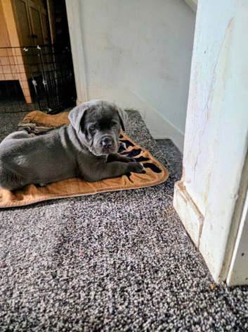 8 stunning Cane Corso looking for forever home