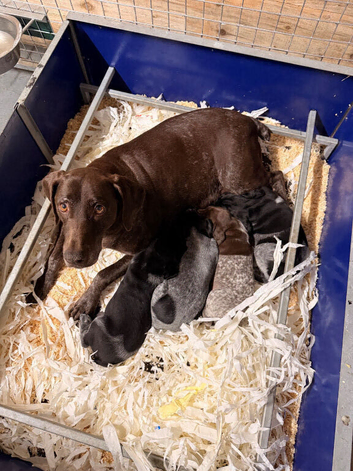 German Shorthaired Pointer Puppy - Liver & White Male GSP