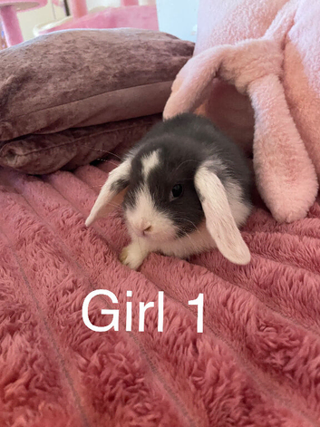 Mini lops ready now
