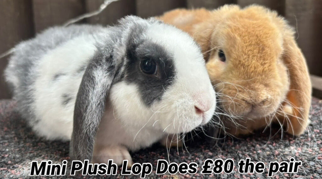 Young Mini Plysh Lops available. Hypoallergenic fur.