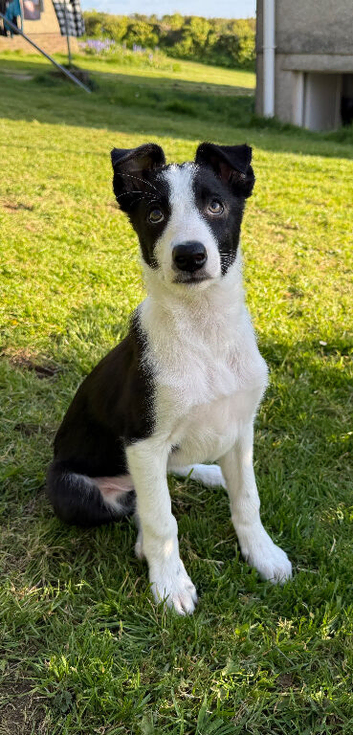 3 male border collie pups for Sale