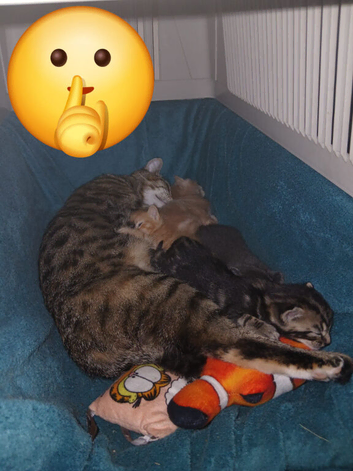 Bengal/tabby kittens