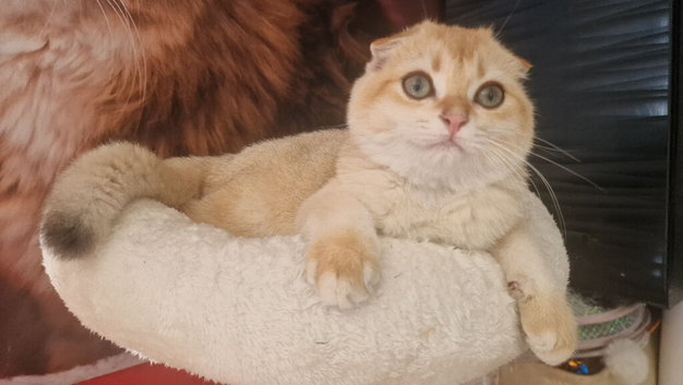 Pedigree Scottish fold kittens