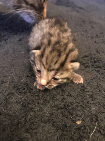 Kittens