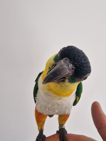 Super Tame Black Headed DNA Male Caique