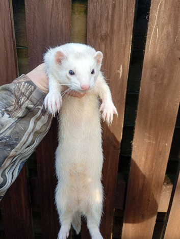 Ferret Jill 2 years old