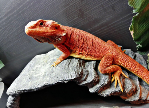 RED/ORANGE PROVEN MALE BEARDY