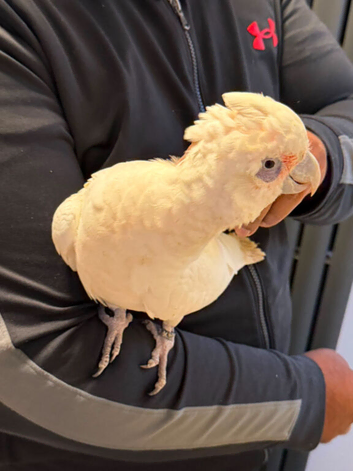 Tame beared eyed cockatoo