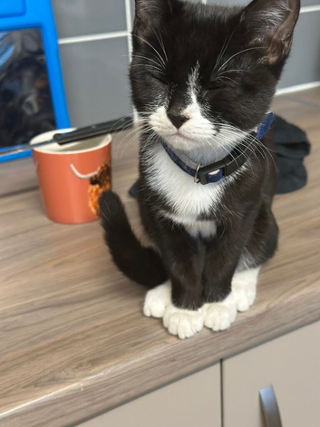 Male kitten