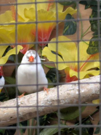 Pair of penguin zebra finch