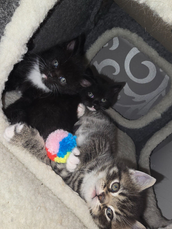 Adorable Exotic Shorthair x Maine Coon Kittens &ndash; Ready Now