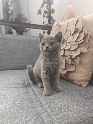 Blue british shorthair