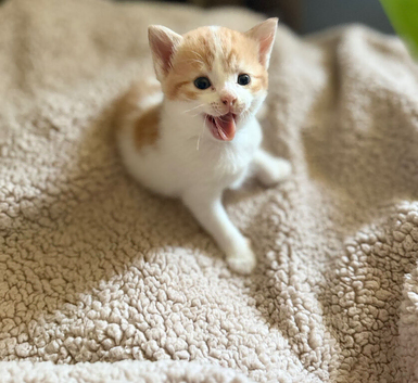 Cute little kittens