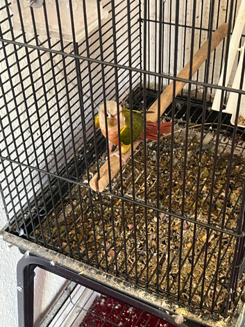 Conures three year-old only one available
