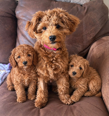 Cavapoo puppies