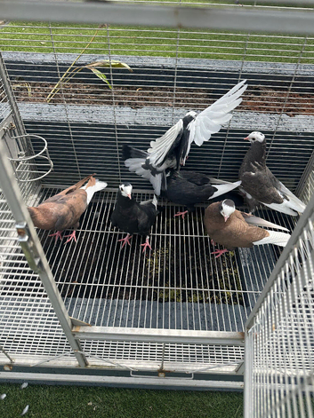 Kurdish pigeon