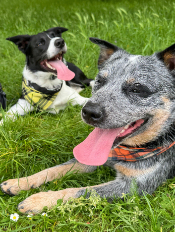 Handsome blue heeler for stud