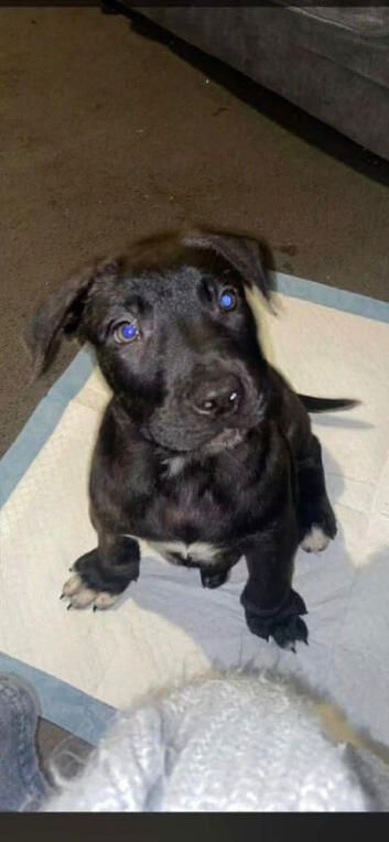 4month old male pressa x corso
