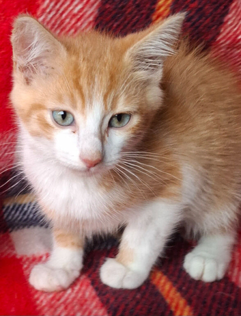 Beautiful  Kittens