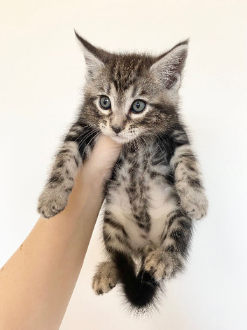 MAINCOON X BENGAL KITTENS READY NOW