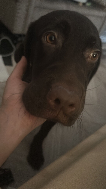 Brown lab his 5 months old