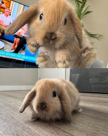 Mini Lop Bunnies