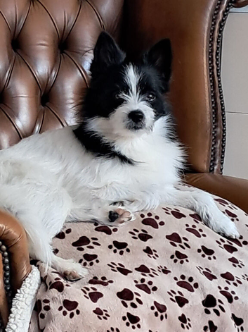 Pomeranian cross Yorkshire terrier