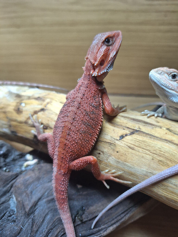 High end bearded dragons at pet prices