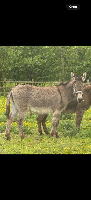 Grey Jenny donkey for sale
