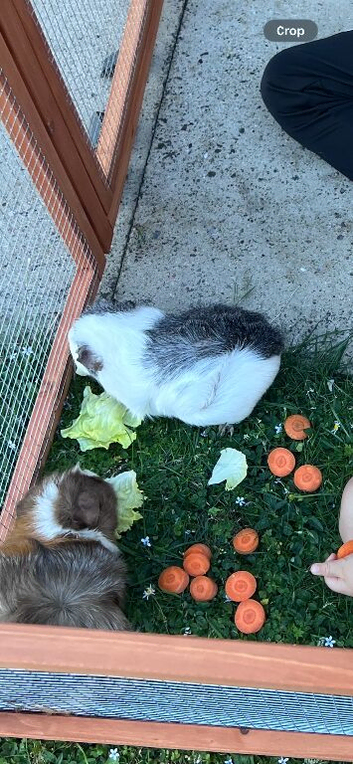 Female guinea pigs