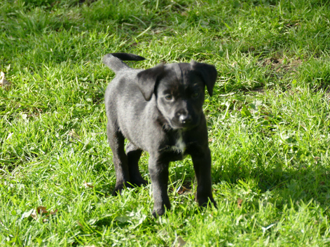 Labrador x collie puppies for sale