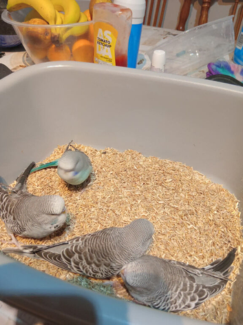 Young budgies for homing
