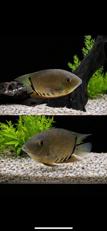 2x Green severum (pair)
