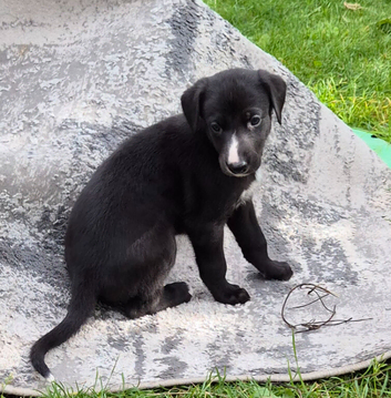 1 LEFT! READY NOW! Collie/Whippet/Grey Lurcher Puppies