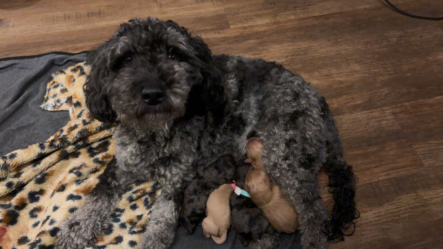 *READY TO GO!* Cutest Labradoodle Pups