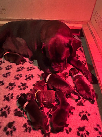 Cane Corso x Dogue de Bordeaux stunning litter of 9
