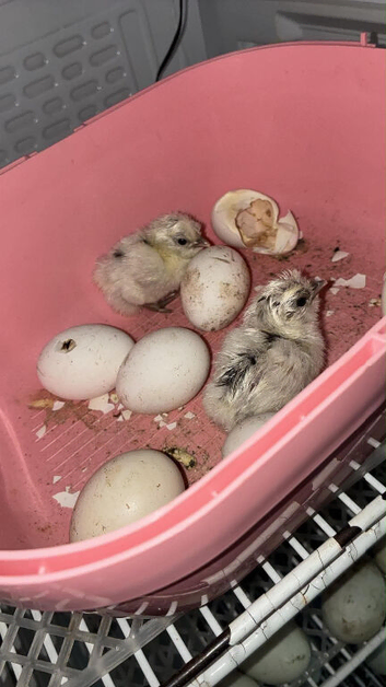 Silkie/bantam mix