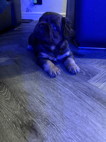 Chocolate Male Fluffy French Bulldog
