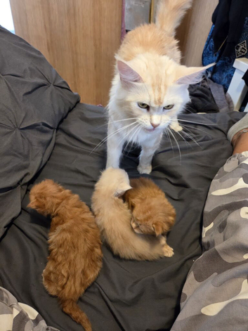 Beautiful Full Maine Coon Kittens &ndash; Family Raised