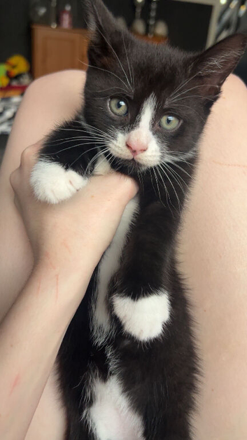Kittens looking for there forever home