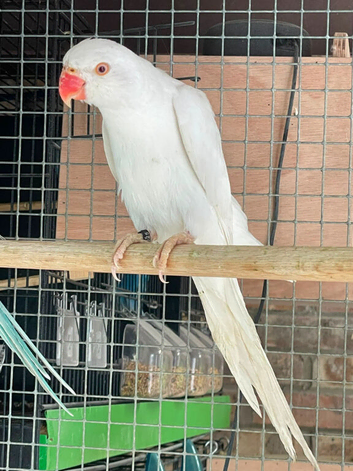 Stunning Ring necks