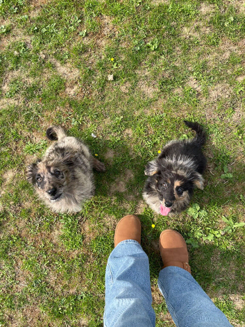 2 stunning German Shepherd cross poodle